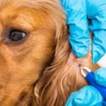 Borreliose beim Hund