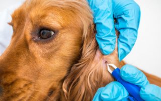 Borreliose beim Hund