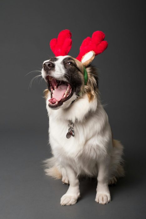 Weihnachts-Hund